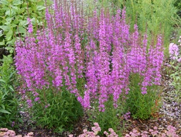 Lythrum virgatum 'Dropmore Purple'