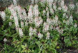 Tiarella cordifolia 'Sugar and Spice'