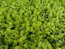 Lysimachia nummularia 'Aurea'