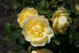 Rose de Mondorf-les-Bains®